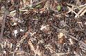 ZZ_ZZXYX_D2942_Z_85_NP De Hoge Veluwe_Nederland